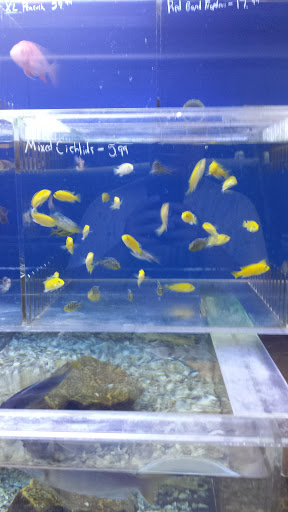 Pet Store «The Aquarium & Fish Store», reviews and photos, 710 W Lumsden Rd, Brandon, FL 33511, USA
