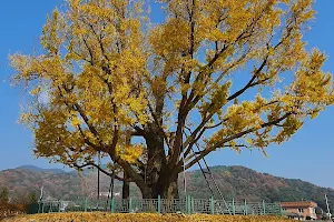 울주 구량리 은행나무 image