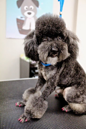 Pet Groomer «All For Paws», reviews and photos, 246 W Manson Hwy #6, Chelan, WA 98816, USA