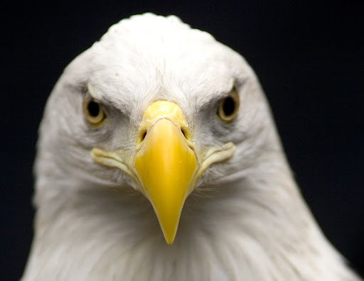 Nature Preserve «Cascades Raptor Center», reviews and photos, 32275 Fox Hollow Rd, Eugene, OR 97405, USA