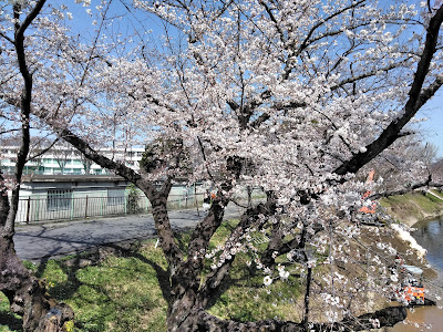 [10000印刷√] 境川 桜 祭り 116272-境川 桜祭り