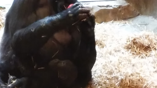 Zoo «Wild Kingdom Pavilion», reviews and photos, 3701 S 10th St, Omaha, NE 68108, USA