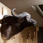 Photo n°4 de l'avis de Markus.c fait le 03/11/2018 à 22:32 sur le  Bullen & Bären, Restaurant & Bar à Kelheim