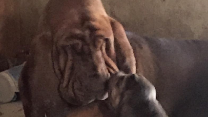 Sage Mountain Bloodhounds