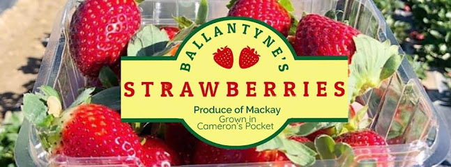 Ballantyne’s Strawberry Farm, 36 Brodies Road