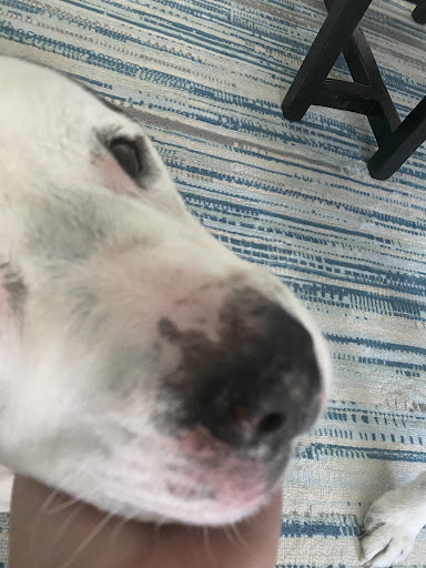 Veterinarian «PetCoral Resort and Veterinary», reviews and photos, 924 Del Prado Blvd, Cape Coral, FL 33990, USA