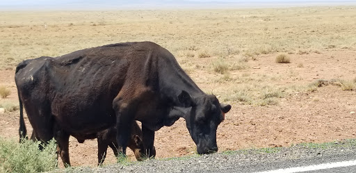 Tourist Attraction «Meteor Crater», reviews and photos, Interstate 40, Winslow, AZ 86047, USA