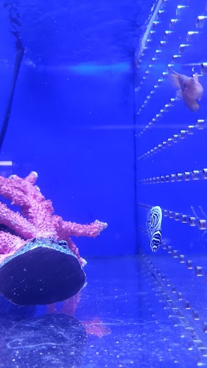 Blue Fish Aquarium - photo 80
