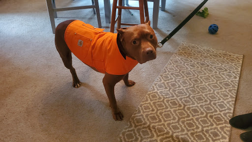 Pet Store «Wags To Wiskers», reviews and photos, 1192 S Main St #100, Chelsea, MI 48118, USA