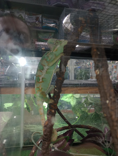 Pet Store «Oasis Tropicals», reviews and photos, 507 Commerce St, Pleasanton, TX 78064, USA