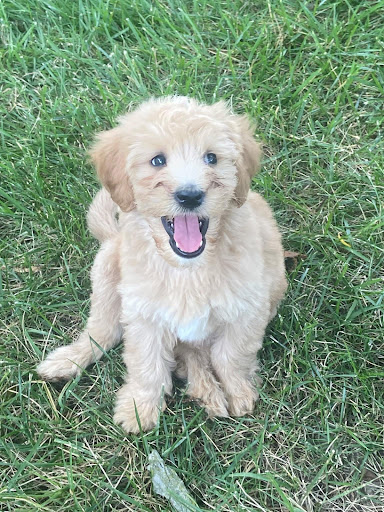 Funeral Home «Fellows, Helfenbein & Newnam Funeral Home», reviews and photos, 106 Shamrock Rd, Chester, MD 21619, USA