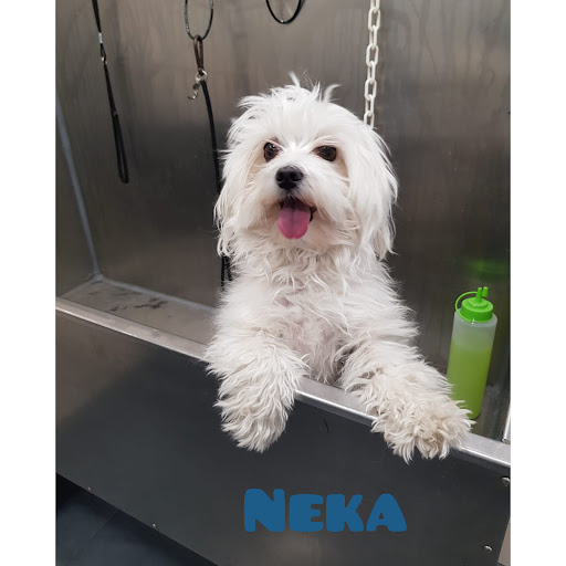 Vera Veterinaris Botiga I Perruqueria en Alella