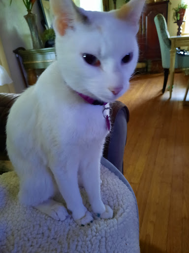 Pet Supply Store «PetSmart», reviews and photos, 5005 S 74th St, Greenfield, WI 53220, USA