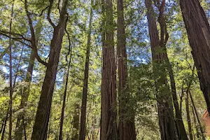 Portola Redwoods State Park Visitor Center image