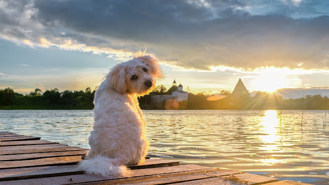 Comentarios y opiniones de Peluqueria Canina Urban Pet La Cruz