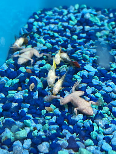 Pet Supply Store «PetSmart», reviews and photos, 1417 W Interstate 240 Service Rd, Oklahoma City, OK 73159, USA