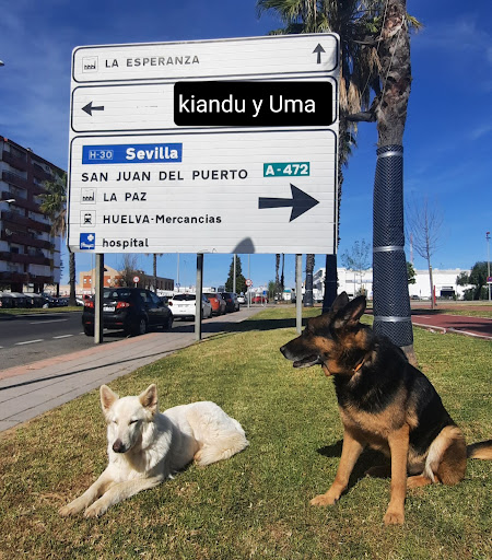 Kiandu Y Uma La Pelu Canina Del Nuevo Parque