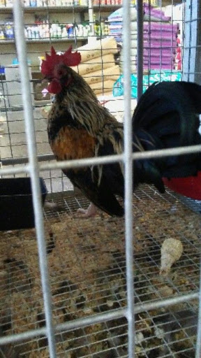 Pet Supply Store «El Granero Feed & Pet Supplies», reviews and photos, 2228 Church Ln, San Pablo, CA 94806, USA