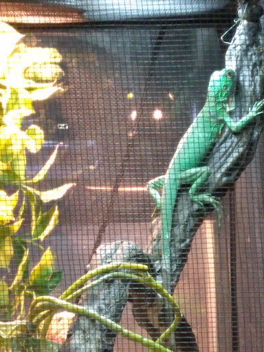 Pet Store «Wet Pet & Reptile Center», reviews and photos, 429 Eastern Blvd, Essex, MD 21221, USA