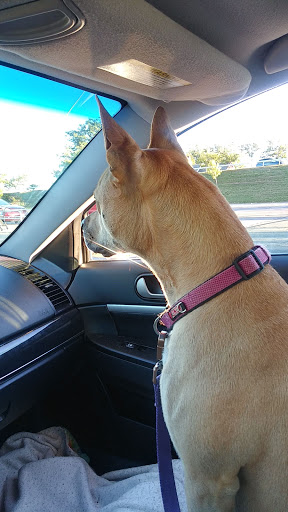 Pet Supply Store «PetSmart», reviews and photos, 3042 W Ridge Rd, Greece, NY 14626, USA