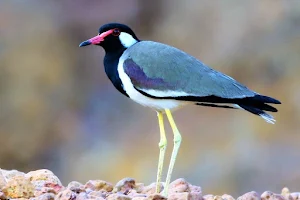 Pawas Bird Watching Zone image