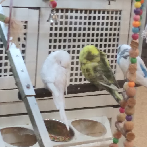 Pet Supply Store «PetSmart», reviews and photos, 1238 Putty Hill Ave, Towson, MD 21286, USA