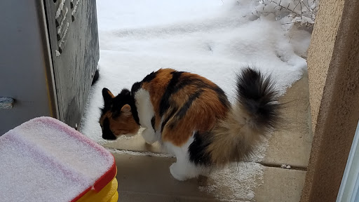 Pet Supply Store «Pet Supermarket, Inc.», reviews and photos, 598 N McCarran Blvd, Sparks, NV 89431, USA