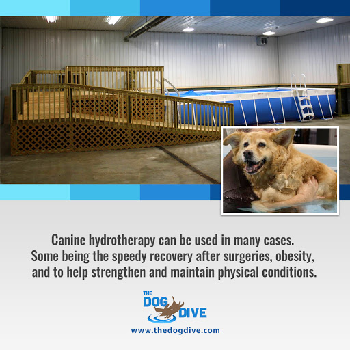 Pet Store «The Dog Dive», reviews and photos, 1613 Riverview Dr, Kalamazoo, MI 49004, USA