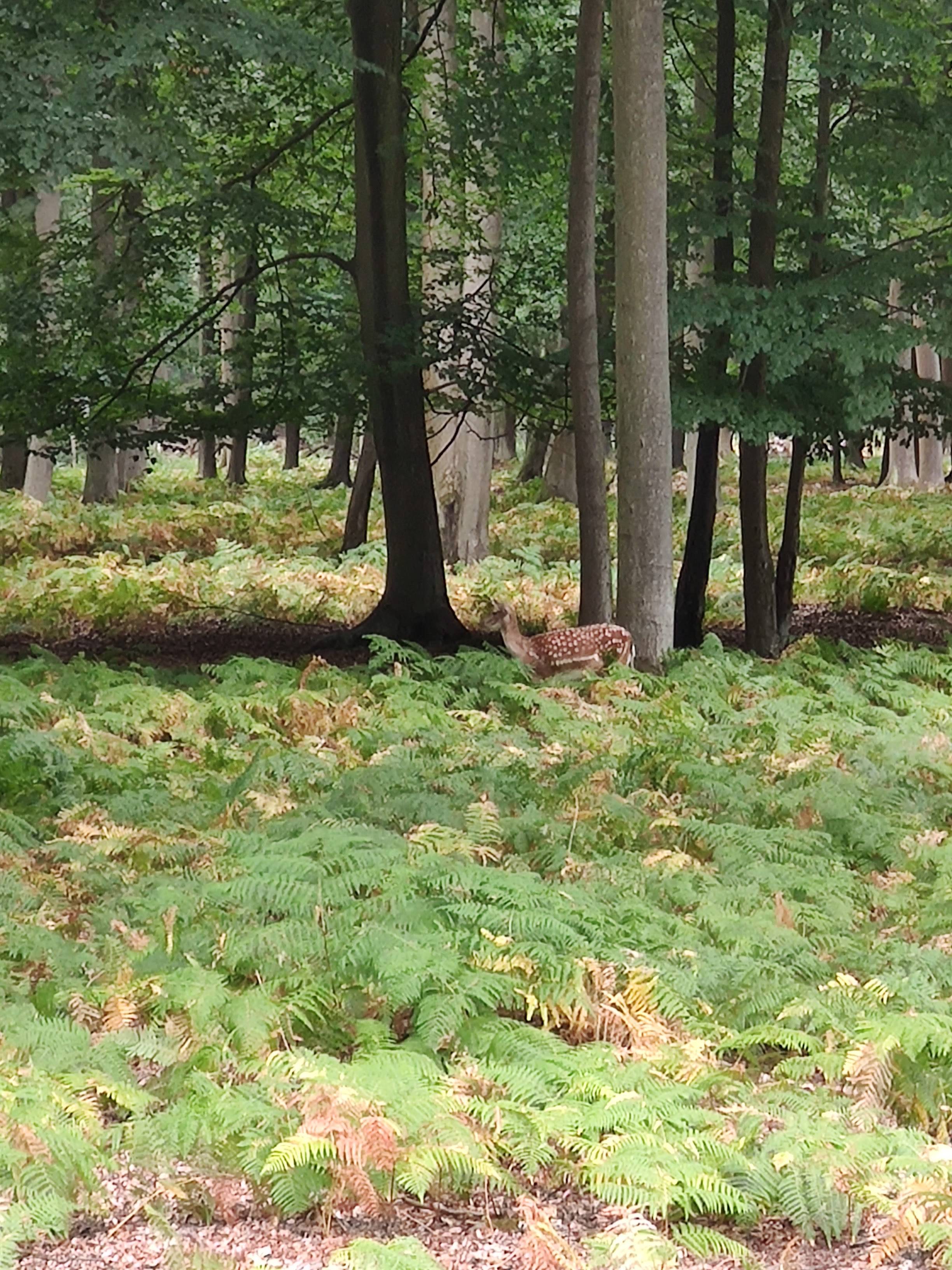 Photo n° 16 de l'avis de LAMBERT.r fait le 16/08/2022 à 19:17