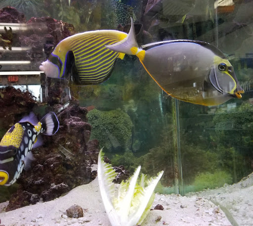 Pet Store «Petland Discounts - LI City», reviews and photos, 34-60 48th Ave, Queens, NY 11101, USA