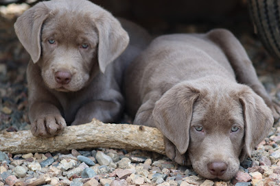 Jungle Lake Labradors - Labrador puppies for sale