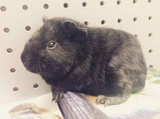 Pet Supply Store «Petco Animal Supplies», reviews and photos, 4751 W 29th St, Greeley, CO 80634, USA