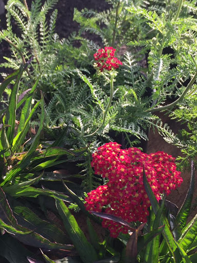 Plant Nursery «HOUSTON PLANTS & GARDEN WORLD», reviews and photos, 16726 North Fwy, Houston, TX 77090, USA