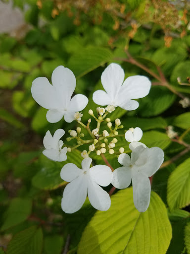 Park «Al Borlin Park», reviews and photos, 615 Simons Rd, Monroe, WA 98272, USA