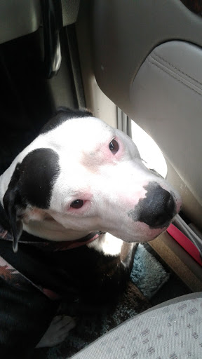 Golf Course «Twin Lakes Golf Course & Recreation Area», reviews and photos, 1200 E Lake Dr, Palatine, IL 60074, USA