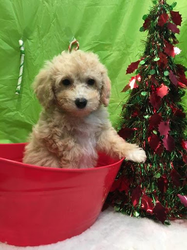 Pet Store «Four Paws and a Tail», reviews and photos, 120 Northtown Dr, Blaine, MN 55434, USA