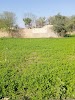 Ahmedpur Adda Bus Stop Logo, Mailsi, Pakistan, Schoolvervoer