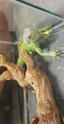 Pet Store «Off The Hook Exotics Pet Shop», reviews and photos, 926 5th Ave, Coraopolis, PA 15108, USA