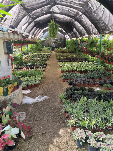 Vivero de plantas Mérida