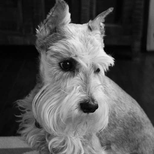 Pet Supply Store «Dog Krazy», reviews and photos, William St, Fredericksburg, VA 22401, USA