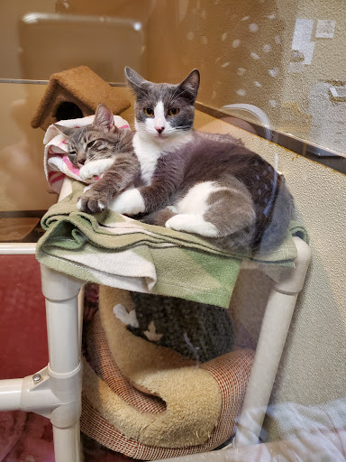 Animal Shelter «BrightSide Animal Center (formerly Humane Society of Redmond)», reviews and photos