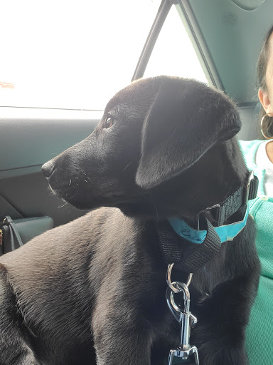 Pet Supply Store «Petco Animal Supplies», reviews and photos, 1933 South Rd, Poughkeepsie, NY 12601, USA