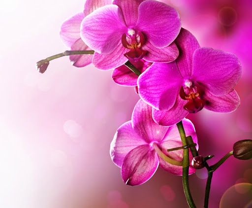 Orchid universe - online shop