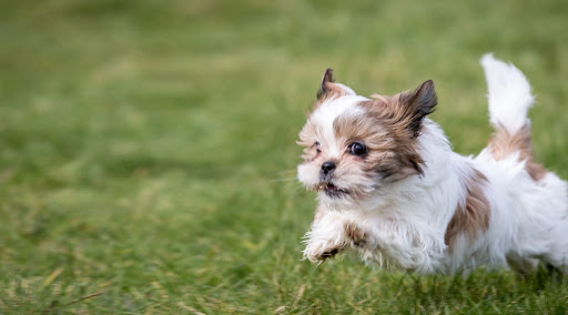 Prettiest Puppies, Shih Tzu Yorkie Pomeranian