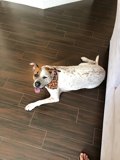 Pet Groomer «ITIG Happy Dog Wash», reviews and photos, 6465 S Chickasaw Trail, Orlando, FL 32829, USA