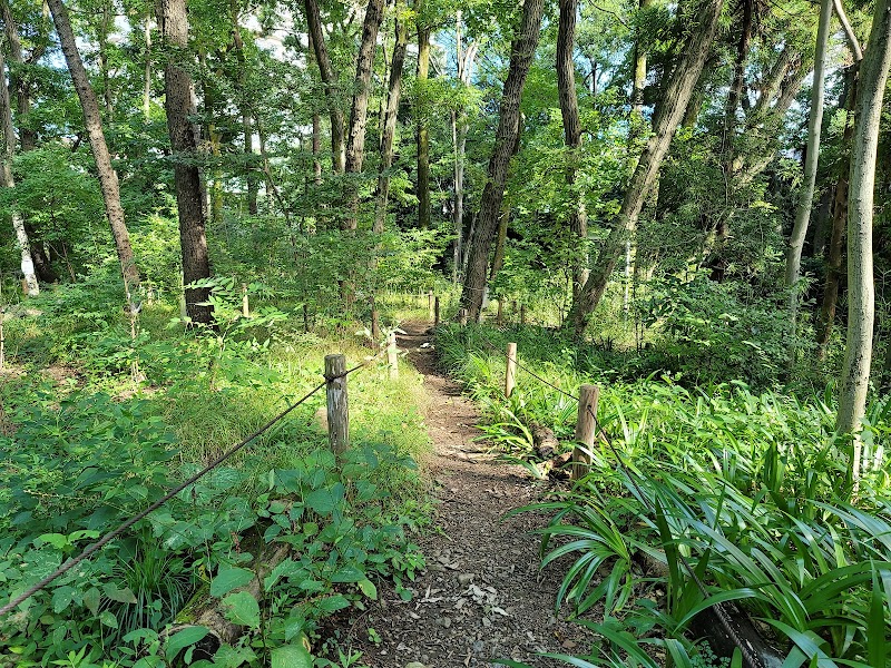 淵の森緑地