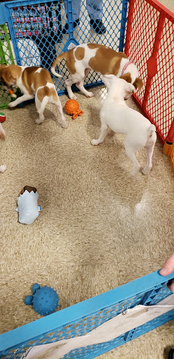 Pet Supply Store «PetSmart», reviews and photos, 6060 Long Prairie Rd, Flower Mound, TX 75028, USA