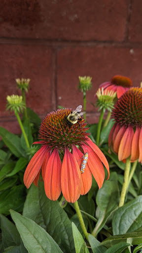 Home Improvement Store «The Home Depot», reviews and photos, 6210 Seven Corners Center, Falls Church, VA 22044, USA