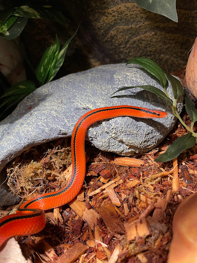 Pet Store «Suncoast Pets», reviews and photos, 7117 US-98, Panama City Beach, FL 32407, USA