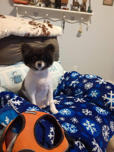 Pet Groomer «Klassy K-9 & Sassy Kat Resort & Spa», reviews and photos, 306 Railroad Ave, Oneonta, AL 35121, USA